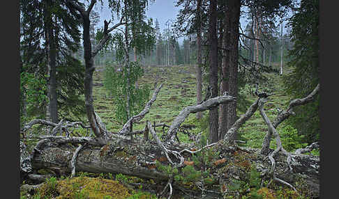 Finnland (Finland)