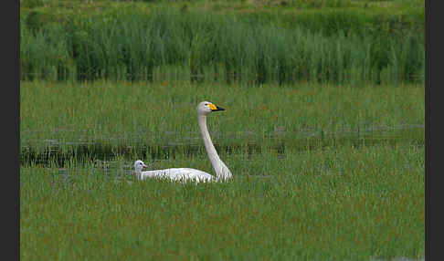 Singschwan (Cygnus cygnus)