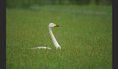 Singschwan (Cygnus cygnus)