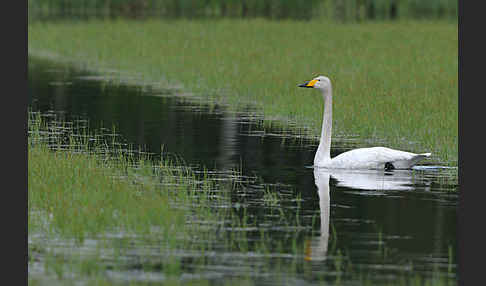 Singschwan (Cygnus cygnus)