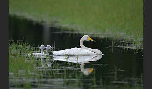 Singschwan (Cygnus cygnus)