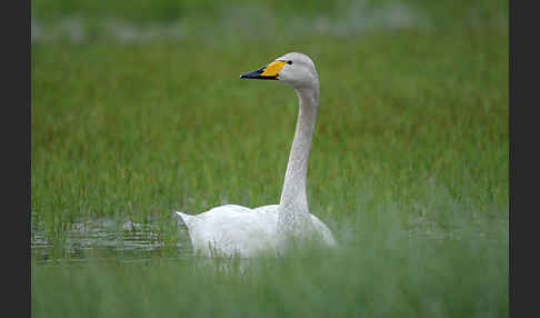 Singschwan (Cygnus cygnus)