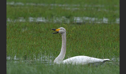 Singschwan (Cygnus cygnus)