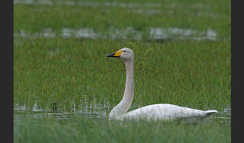 Singschwan (Cygnus cygnus)