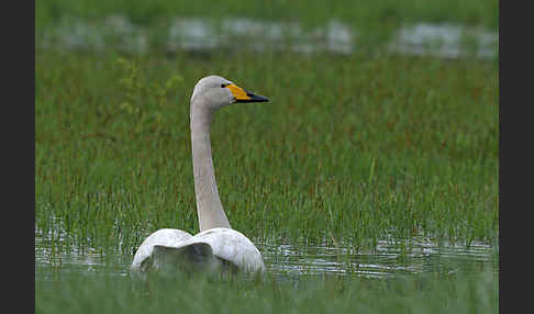 Singschwan (Cygnus cygnus)