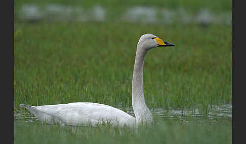 Singschwan (Cygnus cygnus)