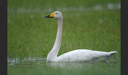 Singschwan (Cygnus cygnus)