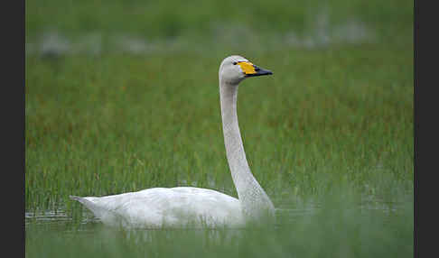 Singschwan (Cygnus cygnus)