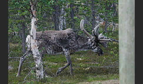 Rentier (Rangifer tarandus)