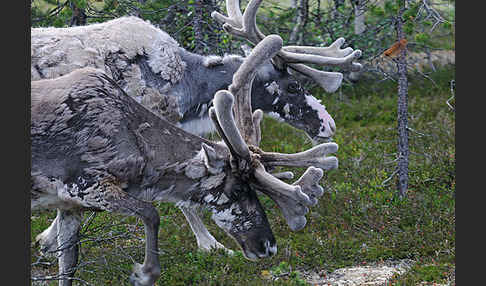 Rentier (Rangifer tarandus)