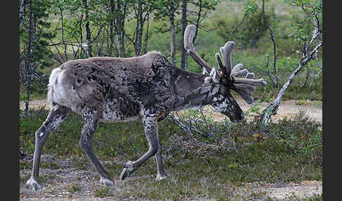 Rentier (Rangifer tarandus)