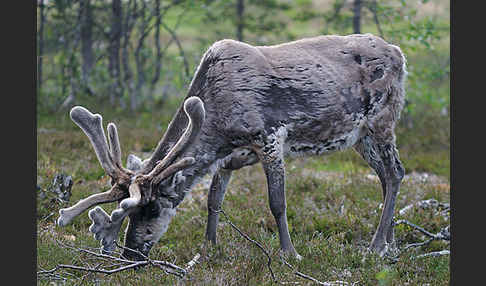 Rentier (Rangifer tarandus)