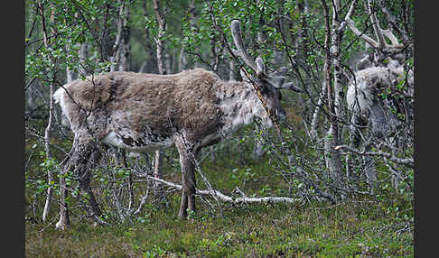 Rentier (Rangifer tarandus)