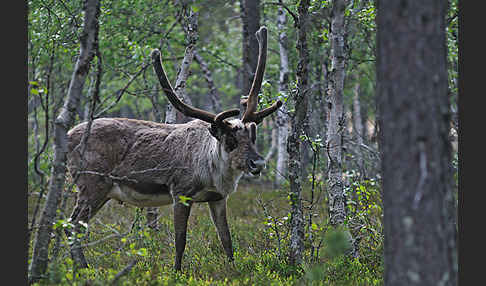 Rentier (Rangifer tarandus)