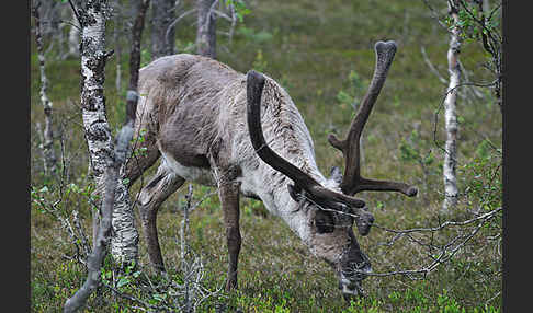 Rentier (Rangifer tarandus)