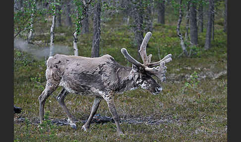 Rentier (Rangifer tarandus)