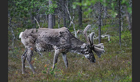 Rentier (Rangifer tarandus)