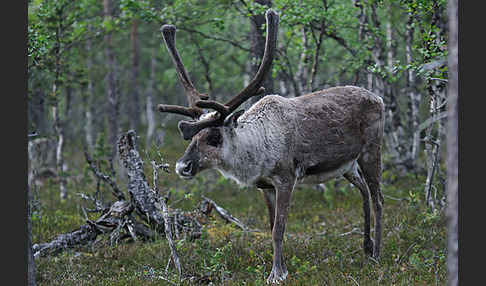 Rentier (Rangifer tarandus)