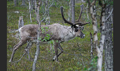 Rentier (Rangifer tarandus)