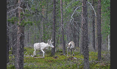 Rentier (Rangifer tarandus)