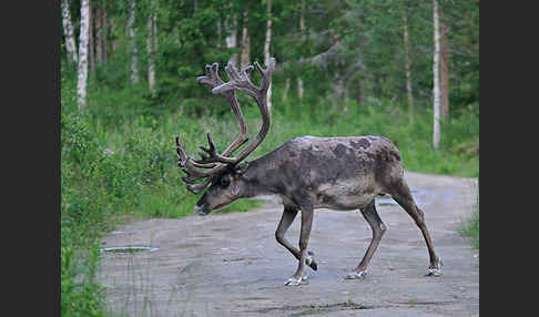 Rentier (Rangifer tarandus)