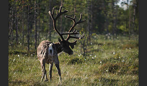 Rentier (Rangifer tarandus)