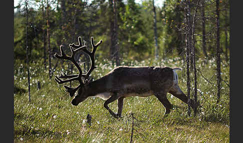 Rentier (Rangifer tarandus)