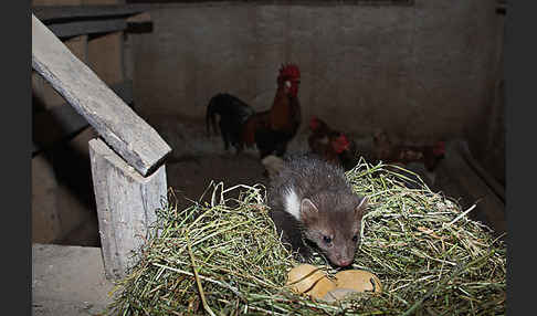 Steinmarder (Martes foina)