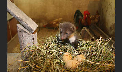 Steinmarder (Martes foina)