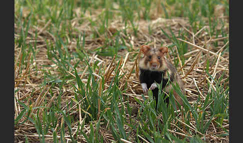 Hamster (Cricetus cricetus)