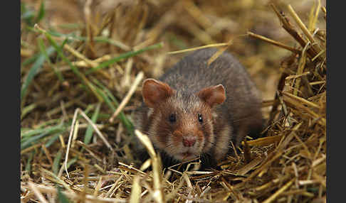 Hamster (Cricetus cricetus)