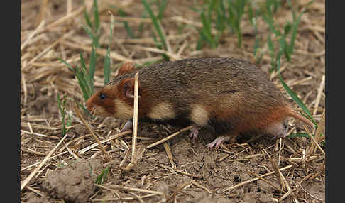 Hamster (Cricetus cricetus)