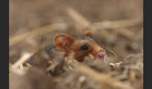 Hamster (Cricetus cricetus)