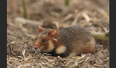 Hamster (Cricetus cricetus)