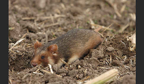 Hamster (Cricetus cricetus)