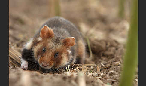 Hamster (Cricetus cricetus)