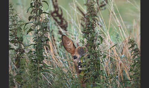 Rehwild (Capreolus capreolus)