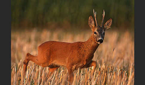 Rehwild (Capreolus capreolus)