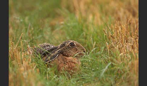 Feldhase (Lepus europaeus)