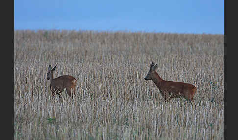 Rehwild (Capreolus capreolus)