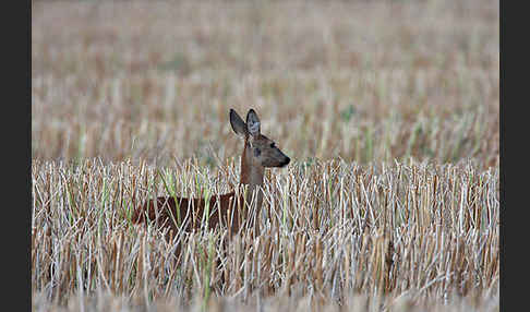 Rehwild (Capreolus capreolus)