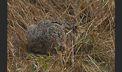 Feldhase (Lepus europaeus)