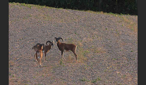 Muffelwild (Ovis ammon musimon)