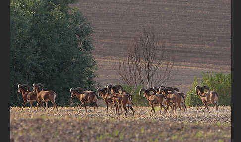 Muffelwild (Ovis ammon musimon)