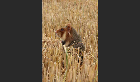 Hamster (Cricetus cricetus)