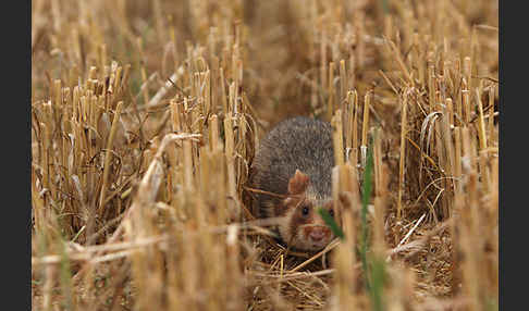 Hamster (Cricetus cricetus)