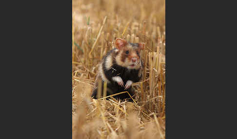 Hamster (Cricetus cricetus)