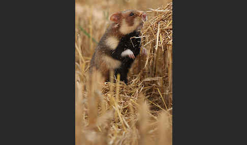 Hamster (Cricetus cricetus)