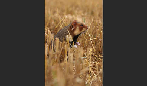 Hamster (Cricetus cricetus)