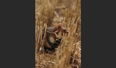 Hamster (Cricetus cricetus)